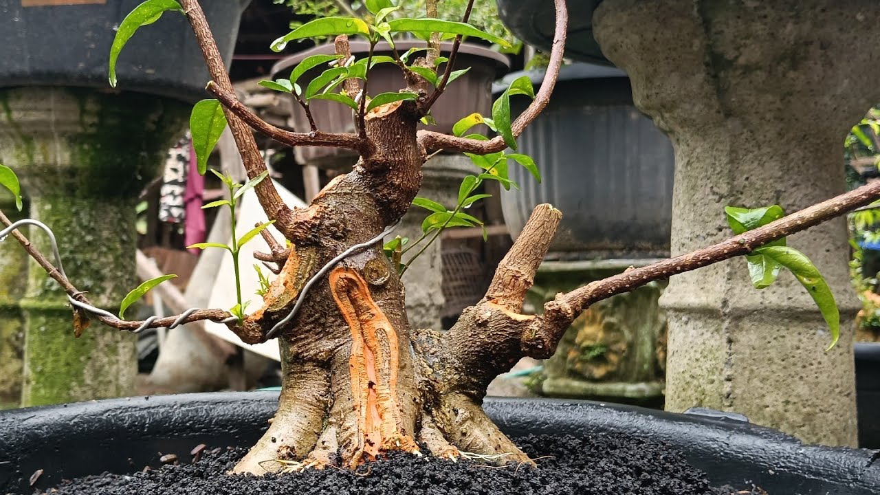Tambah BOGEL SETELAH PRES AKAR😍‼️ BONSAI ANTING PUTRI TAHAPAN 