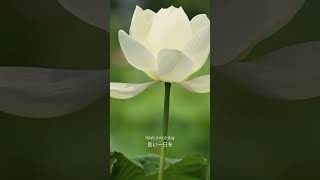 【4月18日】誕生花「れんげ草(赤)」花言葉『実直』｜4.18 Birth flower and flower language #shorts