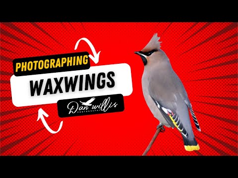 Video: Amazing wonder bird waxwing