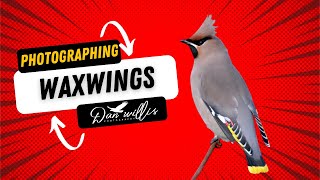 WAXWING