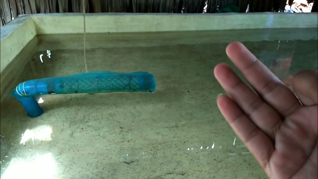 Catfish FRY Management 4 Day 3 of Fry in Nursery Pond (Tips and Idea