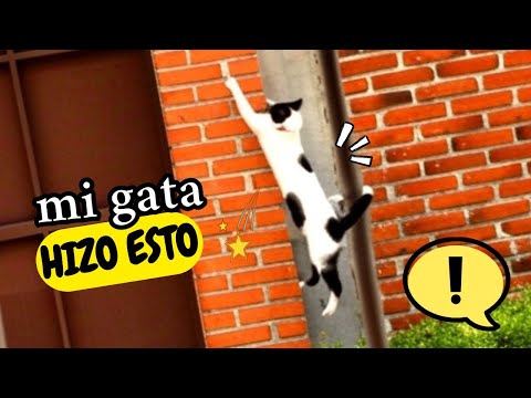 Gata PANDITA pierde glamour al hacer ESTO! 🙀😹
