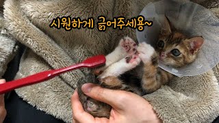 캣초딩 뚜리 & 아픈 뚜바 근황