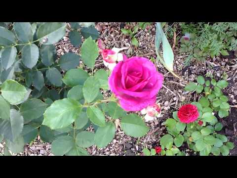 Роза Виолет Парфюм. Правила обрезки чайно-гибридных роз после первой волны цветения. Слепые побеги.