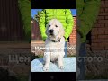 #goldenretriever #щенок #домсемья #золотистыйретривер