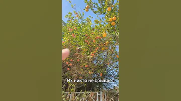 #shorts Как растут апельсины в Израиле
