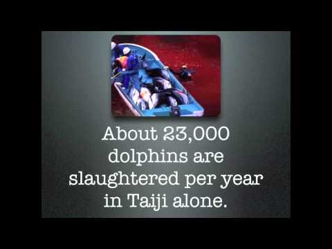 Lament For Taiji (Original composition by Mark Pearce)