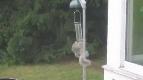 concord twirling squirrel