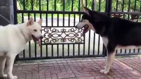 Thánh Lồng Tiếng | Lồng tiếng Lý Từ Lu hài hước - Phần 7