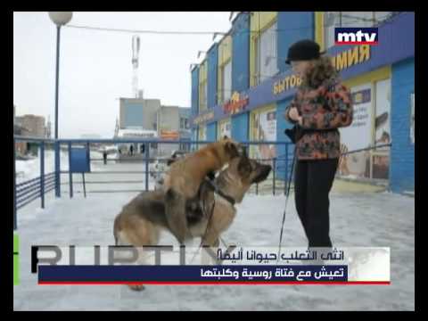    15 01 2015 انثى الثعلب حيوانا أليفا