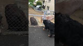 Bernese Mountain Dog is scared