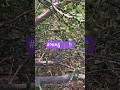 trending gujarati song #WhatsApp status video #new reel #viral short video #viralsong #popularsong