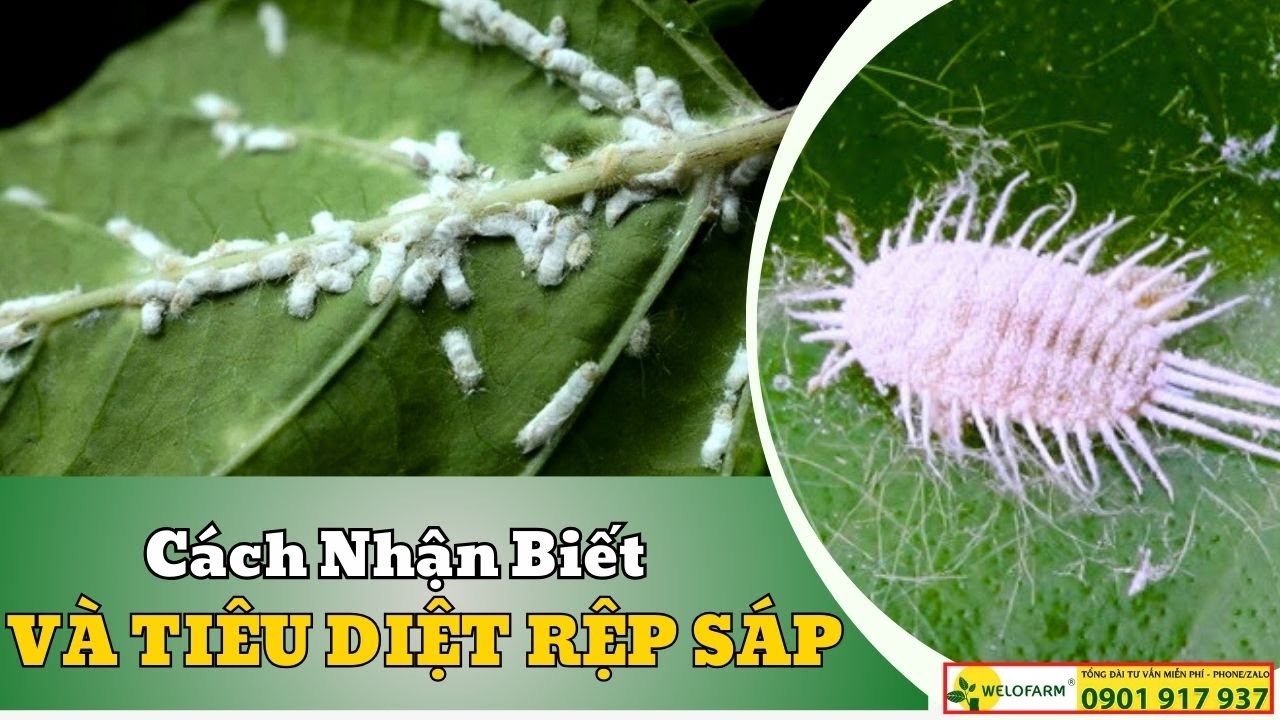 Cách Nhận Biết Và Tiêu Diệt Rệp Sáp - YouTube