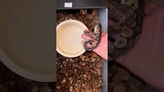 Famous Ball python Collection 2024 Profile