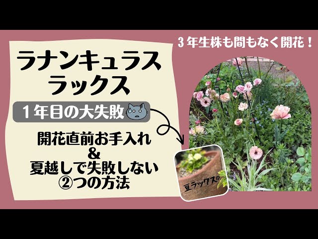Big Fail Ranunculus Lux》Be careful during the summer! If you do