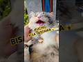 Dedek Monet Ketawak 😆😆😆 #cat #viralvideos #funny