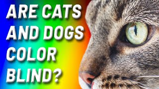 Are Cats and Dogs Color Blind? by Deer Lodge Wildlife & Nature Channel 162 views 10 months ago 2 minutes, 17 seconds