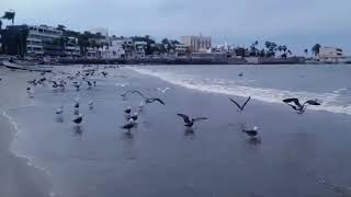 Malecon Mazatlán Sinaloa