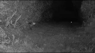 Fox Visits | July 2026