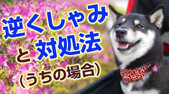 逆くしゃみ Youtube