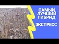 ГДЕ УРОЖАЙ? Подсолнечник экспресс при засухе . Какой гибрид даст за 30 ц/га. Евралис euralis LIDEA