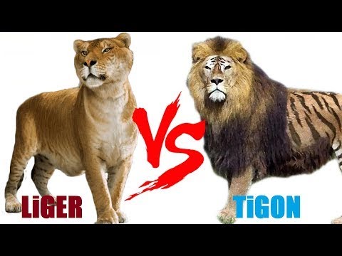 Difference Between Liger and Tigon || By WORLD OF DISCOVERY - YouTube