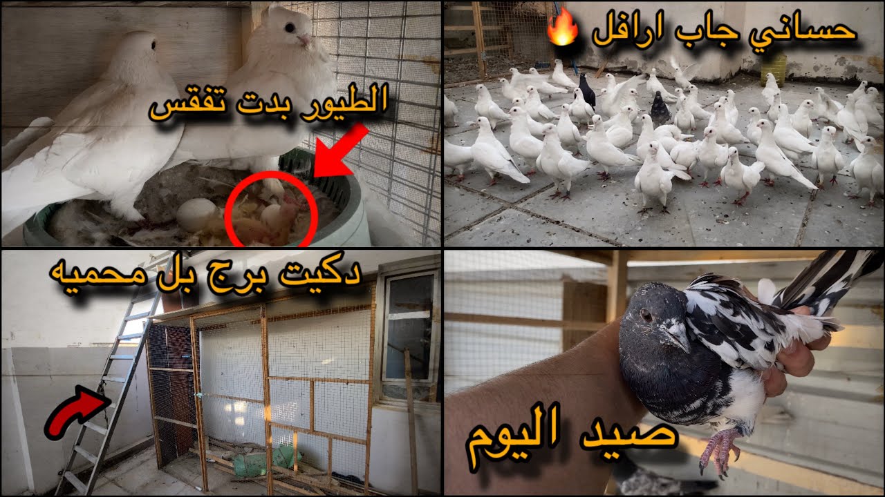 صيد اليوم + الطيور بدت تفقس 🔥تعالو شوفو اخبار الصطح