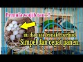 Cara ternak Lovebird sangat simpel dan cepat produksi ‼️Pemula Harus tau.