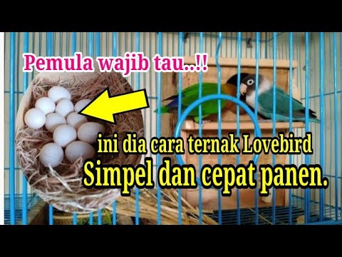 Video: Cara Membuat Persekitaran yang Selamat untuk Burung Haiwan Peliharaan