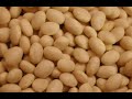 allergic to beans