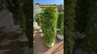 Download Lagu How we grow kangkong (water spinach) from seed to harvest #farming #kangkung #kangkong MP3