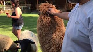 Granja Arca Del Pequén