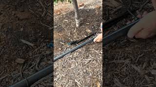 Here's what this irrigation system can do for your orchard #agriculture #farming #sprinklers