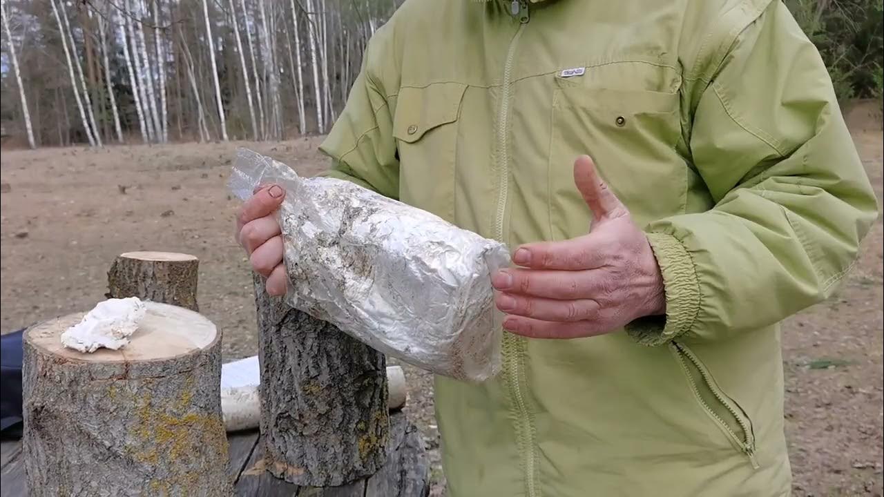 Мицелий. Где купить и как выбрать? Грибной бизнес. Вешенка. - YouTube