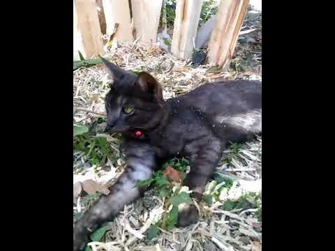  Kucing  persia  mixdome hitam abu  abu  YouTube