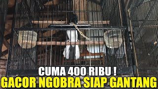 KOK BISA !!! CUMA 400 RIBU DAPET KACER GACOR SUDAH NGOBRA BUKAN BURUNG BISU