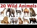 20 Wild Animals Names in English | Learn Animal Vocabulary for Kids | Educational Video