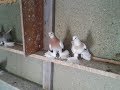 Казахстанские бойные голуби - Тасманы , сиренивые , Розовые