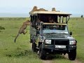 Cheetah jumps into a Safari Vehicle   Masai Mara   Kenya