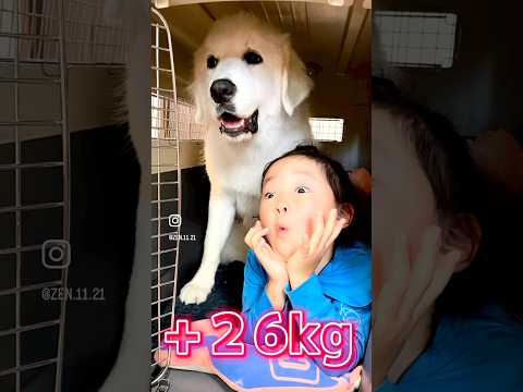 【グレートピレニーズ】一歳までの体重記録　　　　　　　　　　　　　　　　　　#グレートピレニーズ#犬の体重記録#GreatPyrenees
