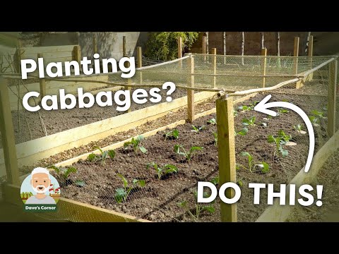 How to Plant Out Cabbages 🥬 (Stop Pests & Wind Damage)