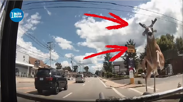 ¡Impresionante momento en el que un venado ingresa a un autobús!