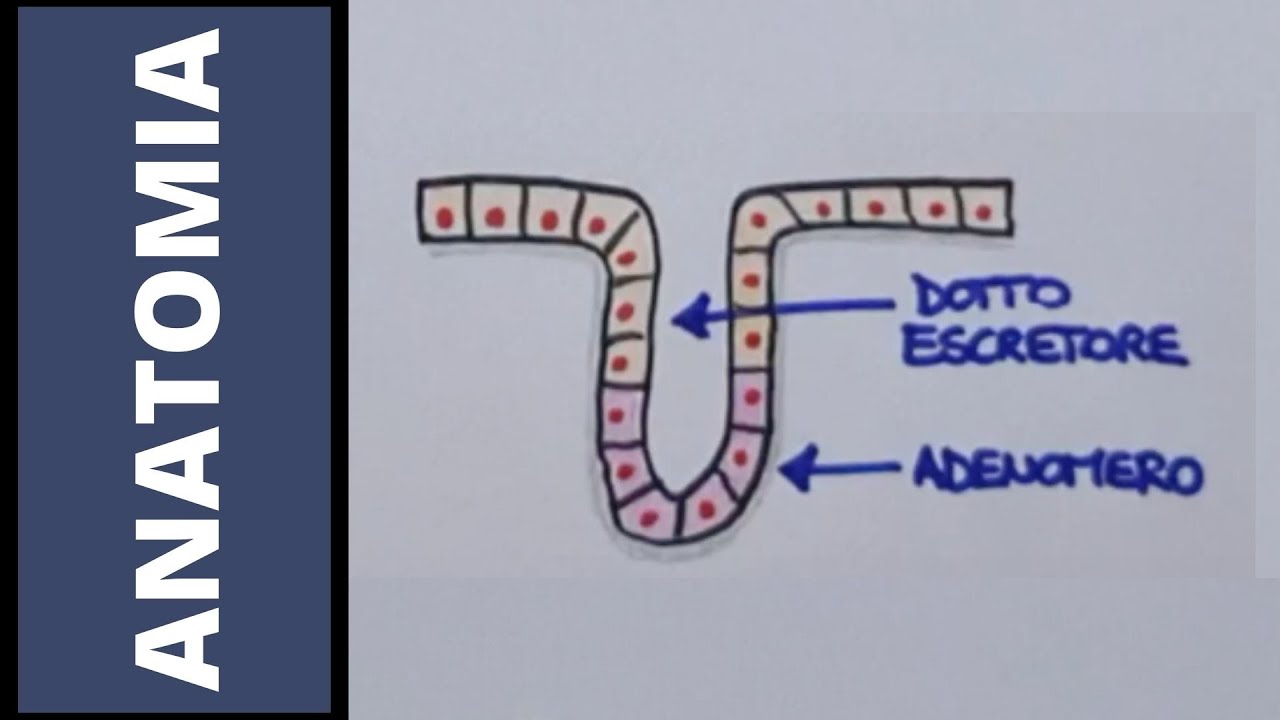 Tessuto epiteliale — Transcript