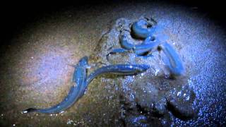 Grunion run in sunset beach on june 18, 2011, 12:15 am
http://www.dfg.ca.gov/marine/grunionschedule.asp the california
(leuresthes tenuis) is a membe...