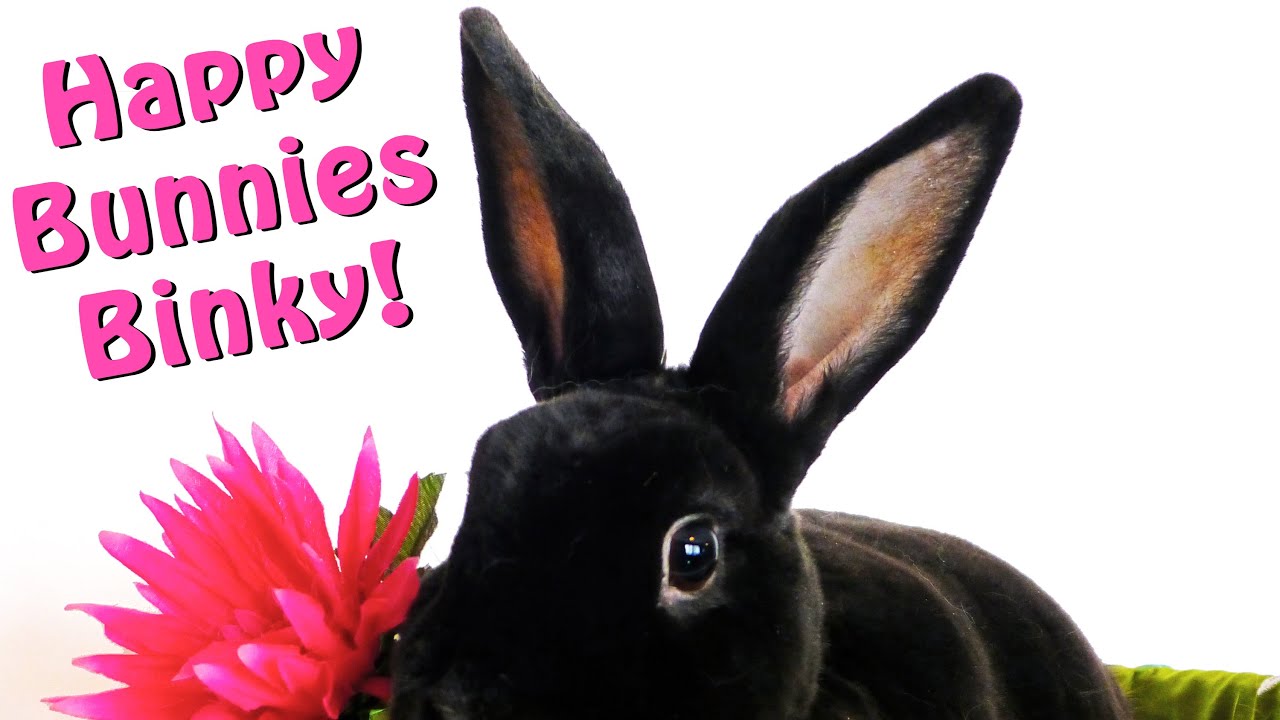 Bunny binky video