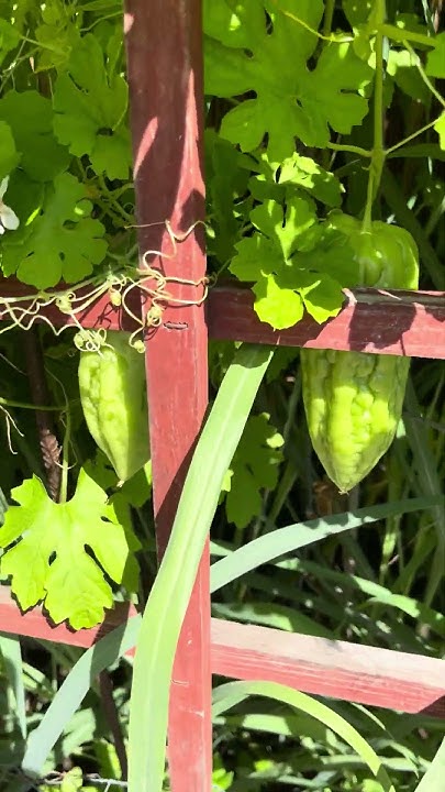 bitter-melon-help-lowering-blood-sugar-youtube