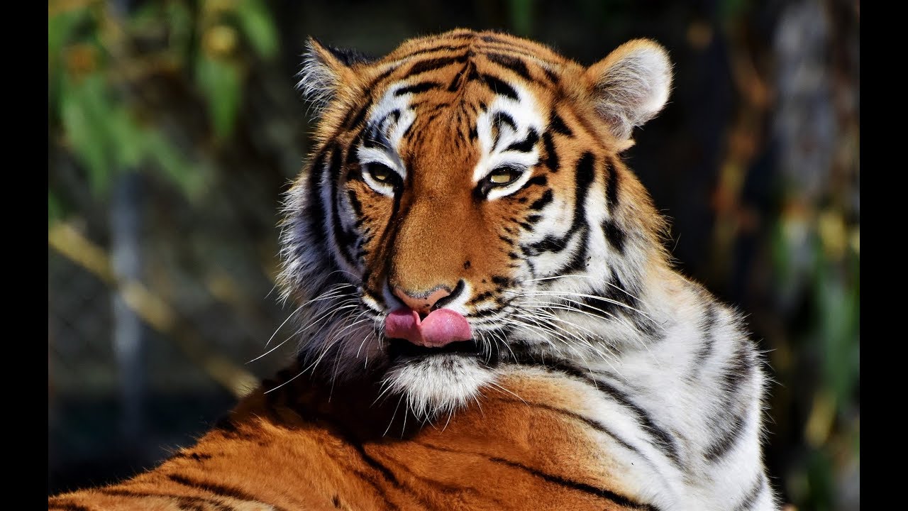 tiger roar - YouTube