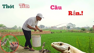 2 Bố Con Câu Rắn Ai Ngờ Kịch Tính Hơn Câu Cá Và Phát Hiện Tổ Chim Trong Vườn....