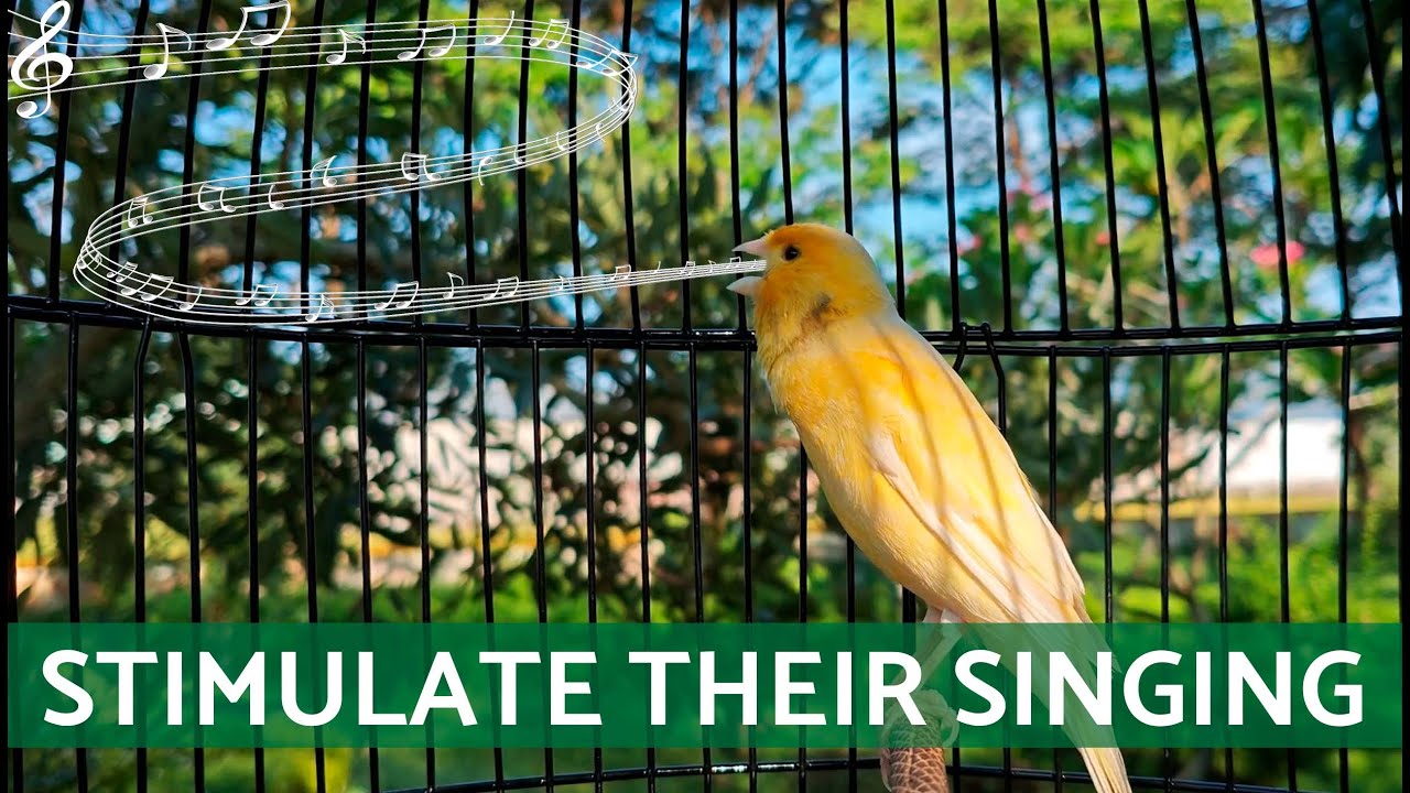 Photo inspiration: How To Stimulate A Singing Canary S Brain Reference: Canary Song To Stimulate Their Singing 30 Minutes