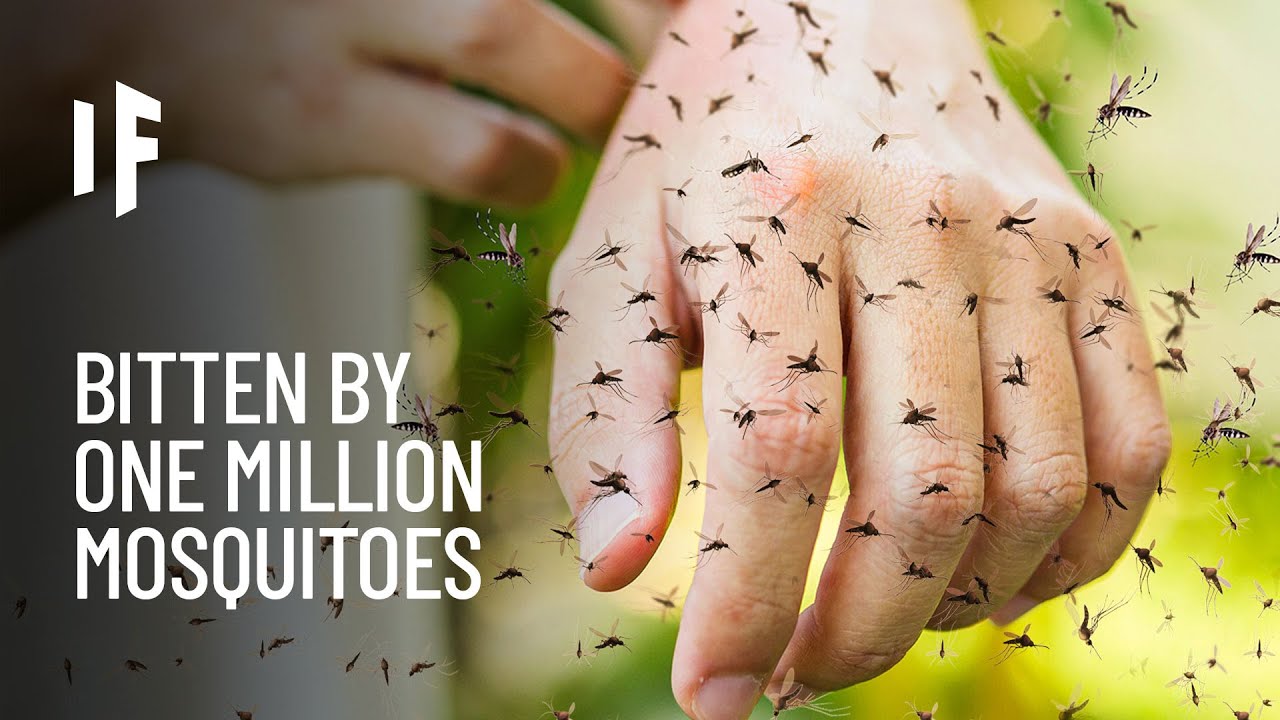 What If You Were Bitten by One Million Mosquitoes?